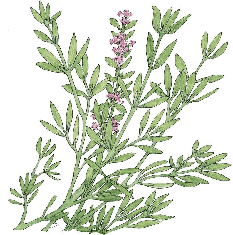 Organic Thyme, English (1 Oz) 3 Organic Thyme, English (1 Oz)