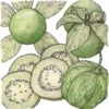 Organic Tomatillo, Verde (1 Oz) -JulboCorona Trees Store organic tomatillo verde 1 oz