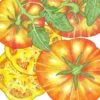 Organic Tomato, Big Rainbow (1 Oz) -JulboCorona Trees Store organic tomato big rainbow 1 oz