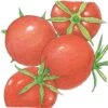 Organic Tomato, Burbank (1 Oz) -JulboCorona Trees Store organic tomato burbank 1 oz