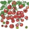 Organic Tomato, Sweetie (1 Oz) -JulboCorona Trees Store organic tomato sweetie 1 oz
