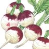 Organic Turnip, Purple Top (1/4 Lb) -JulboCorona Trees Store organic turnip purple top 1 4 lb