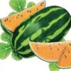 Organic Watermelon, Tendersweet Orange 1/4 Lb -JulboCorona Trees Store organic watermelon tendersweet orange 1 4 lb