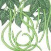 Organic Yard Long Pole Bean (1/2 Lb) -JulboCorona Trees Store organic yard long pole bean 1 2 lb