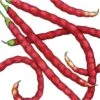 Organic Yard Long Red Pole Bean 1/2 Lb -JulboCorona Trees Store organic yard long red pole bean 1 2 lb