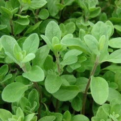 Organic Marjoram -JulboCorona Trees Store origanum majorana web
