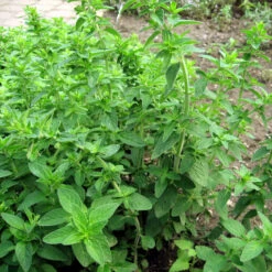 Organic Oregano, Italian -JulboCorona Trees Store origanum vulgare web
