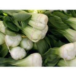 Pak Choi Baby Shanghai Greens Seeds (Organic) -JulboCorona Trees Store pak choy cliff hutson