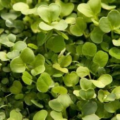 Peaceful Valley Good Bug Blend - Nitrocoated (lb) -JulboCorona Trees Store pbe970 2 web