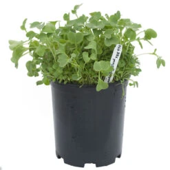 Peaceful Valley Good Bug Blend - Nitrocoated (lb) -JulboCorona Trees Store pbe970 a