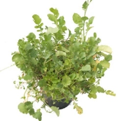 Peaceful Valley Good Bug Blend - Nitrocoated (lb) -JulboCorona Trees Store pbe970 b