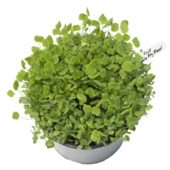 Peaceful Valley Low-Growing Good Bug Blend - Nitrocoated (lb) -JulboCorona Trees Store pbe980 a