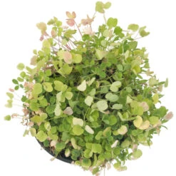 Peaceful Valley Low-Growing Good Bug Blend - Nitrocoated (lb) -JulboCorona Trees Store pbe980 c 1