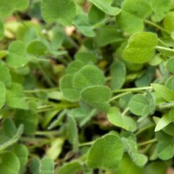 Peaceful Valley Low-Growing Good Bug Blend - Nitrocoated (lb) -JulboCorona Trees Store pbe980 web