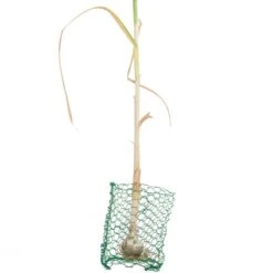 Root Guard Gopher Basket Mini (6/pk) -JulboCorona Trees Store pbr500 a