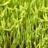 Peaceful Valley Forage Blend Dryland Pasture Mix - Raw Seed (lb) -JulboCorona Trees Store peaceful valley forage blend dryland pasture mix raw seed lb
