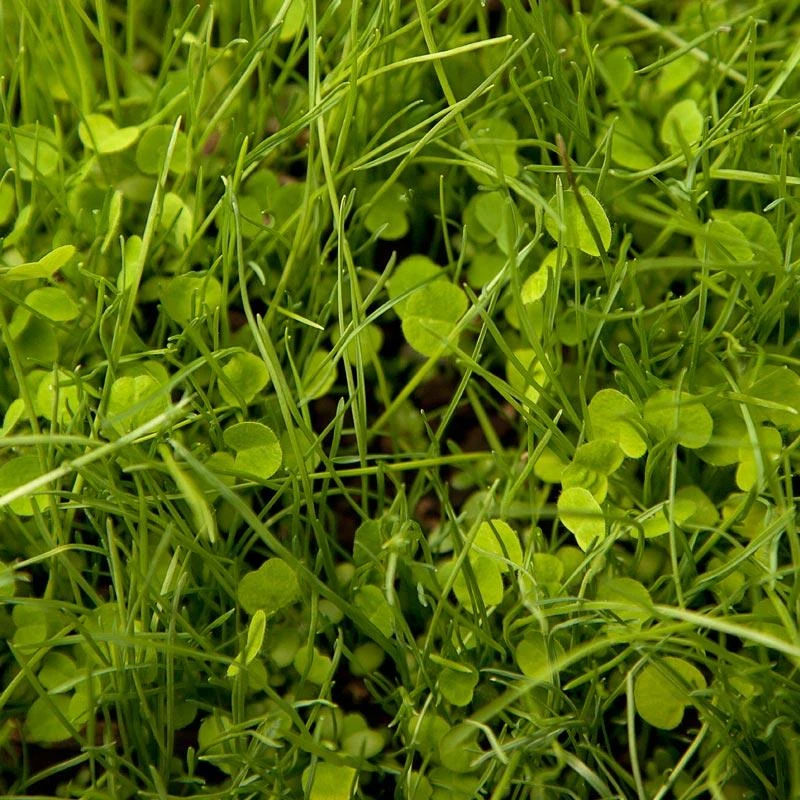 Peaceful Valley Irrigated Dairy Pasture Mix - Nitrocoated Seed (lb) 3 Peaceful Valley Irrigated Dairy Pasture Mix - Nitrocoated Seed (lb)