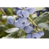 Organic Blueberry Pearl (Ea) -JulboCorona Trees Store pearl blueberry BYB