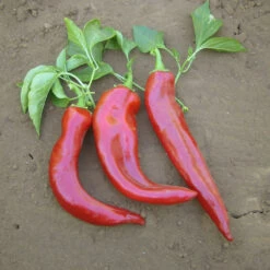 Hot New Mexico Joe Parker Pepper Seeds (Organic) -JulboCorona Trees Store pepper joe e parker 1