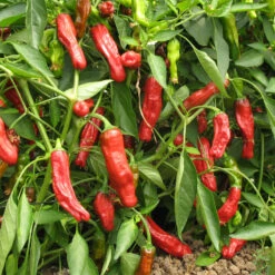 Shishito Pepper Seeds (Organic) 7 Shishito Pepper Seeds (Organic) -JulboCorona Trees Store pepper shishito 1 web