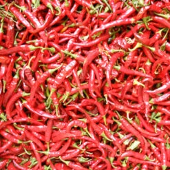 Hot Cayenne Slim Pepper Seeds (Organic) -JulboCorona Trees Store pepper solero hot ring o fire cayenn 1