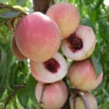 Pink Diamond Peach Tree -JulboCorona Trees Store pink diamond peach B