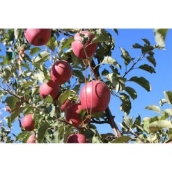 Isomate-CTT Confusion Lures (400 Lures) (OID COMM) -JulboCorona Trees Store pit691 web2