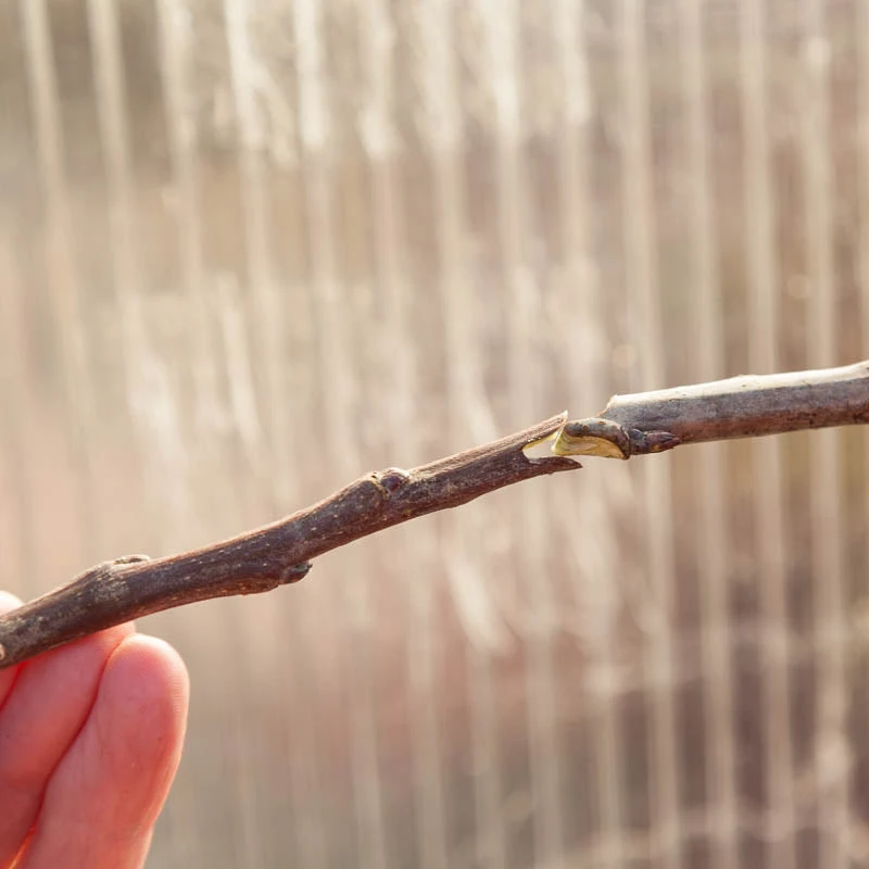 Zenport Grafting Tool - Omega Style 4 Zenport Grafting Tool - Omega Style - Image 2