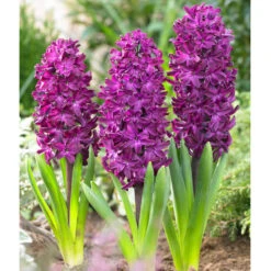 Bee Bulb Collection - Purple (Pack Of 50) -JulboCorona Trees Store purple hyacinthus