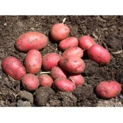 Red Pontiac Potato (Organic) -JulboCorona Trees Store red potatoes web 1