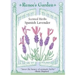 Renee's Garden Spanish Lavender Purple Ribbons