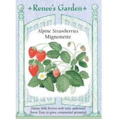 Renee's Garden Strawberry Alpine Mignonette