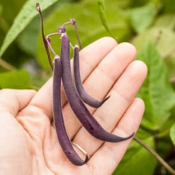 Royalty Purple Pod Bush Bean Seeds (Organic) -JulboCorona Trees Store royalty purple pod 9 1 1