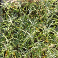 Best Seller -JulboCorona Trees Store salviaofficinalis 1