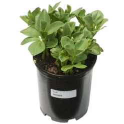 Broad Windsor Fava Bean Seeds (Organic) -JulboCorona Trees Store scl705a 1