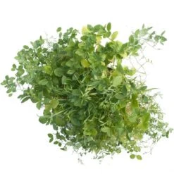 Peaceful Valley Premium Soil Builder Mix - Raw Seed (lb) -JulboCorona Trees Store scm120 a 2