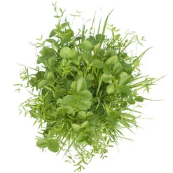 Peaceful Valley Budget Soil Builder Mix - Raw Seed (lb) -JulboCorona Trees Store scm125 b