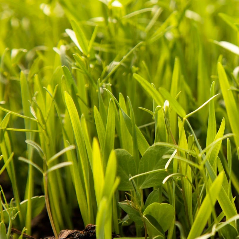 Organic Peaceful Valley Budget Soil Builder Mix - Raw Seed (lb) 4 Organic Peaceful Valley Budget Soil Builder Mix - Raw Seed (lb) - Image 2