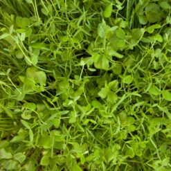 Organic Peaceful Valley Budget Soil Builder Mix - Raw Seed (lb) 7 Organic Peaceful Valley Budget Soil Builder Mix - Raw Seed (lb) -JulboCorona Trees Store scm125 budget soil builder web 1