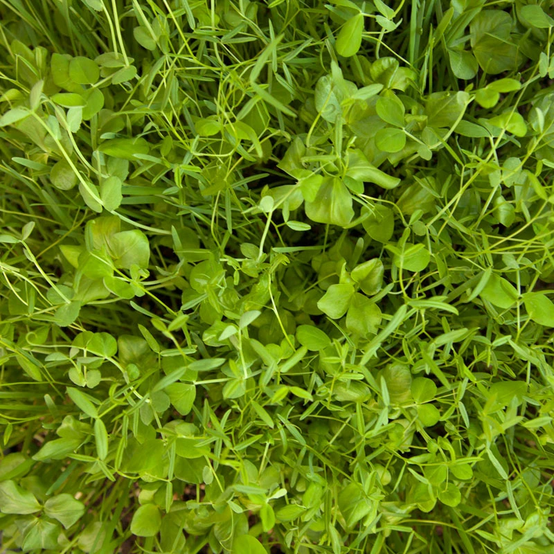 Organic Peaceful Valley Budget Soil Builder Mix - Raw Seed (lb) 5 Organic Peaceful Valley Budget Soil Builder Mix - Raw Seed (lb) - Image 3