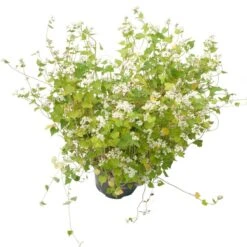 Peaceful Valley Summer Soil Builder Mix - Raw Seed (lb) -JulboCorona Trees Store scm150 b