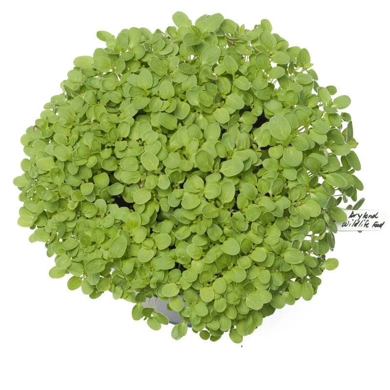 Peaceful Valley Dryland Wildlife Food & Habitat Mix - Nitrocoated Seed (lb) 4 Peaceful Valley Dryland Wildlife Food & Habitat Mix - Nitrocoated Seed (lb) - Image 2