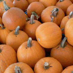 Small Sugar Pumpkin Seeds (Organic) -JulboCorona Trees Store small sugar