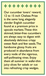 Renee's Garden Cucumber English Chelsea Prize 5 Renee's Garden Cucumber English Chelsea Prize - Image 3