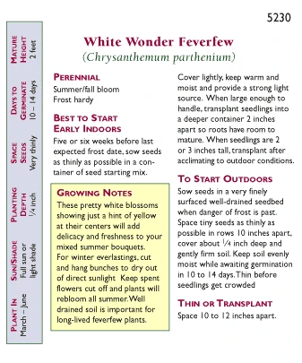 Renee's Garden Feverfew Double White Wonder 4 Renee's Garden Feverfew Double White Wonder - Image 2