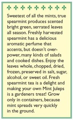 Renee's Garden Spearmint Italian (Heirloom) -JulboCorona Trees Store snv4226 b