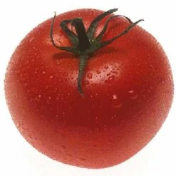 Organic Tomato, Burbank (1 Oz) -JulboCorona Trees Store snv5424 hi 1