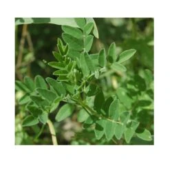 Strictly Medicinal Organic Astragalus -JulboCorona Trees Store snv7004 web