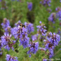 Strictly Medicinal Organic Hyssop, Official -JulboCorona Trees Store snv7025b