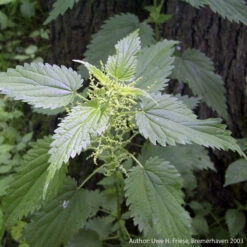 Strictly Medicinal Organic Stinging Nettles -JulboCorona Trees Store snv7031b